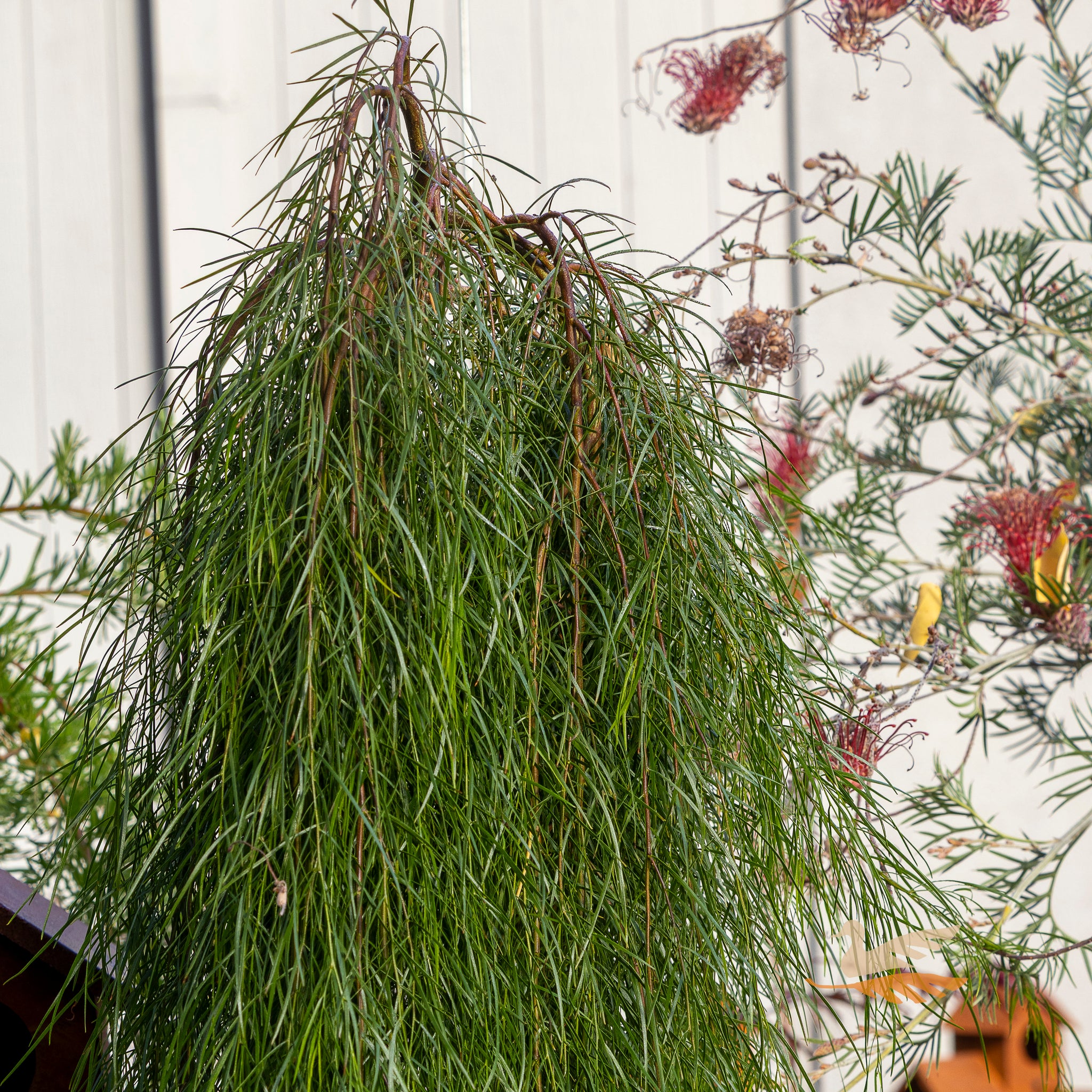 Acacia Waterfall Standard 1.2m - 30cm Pot