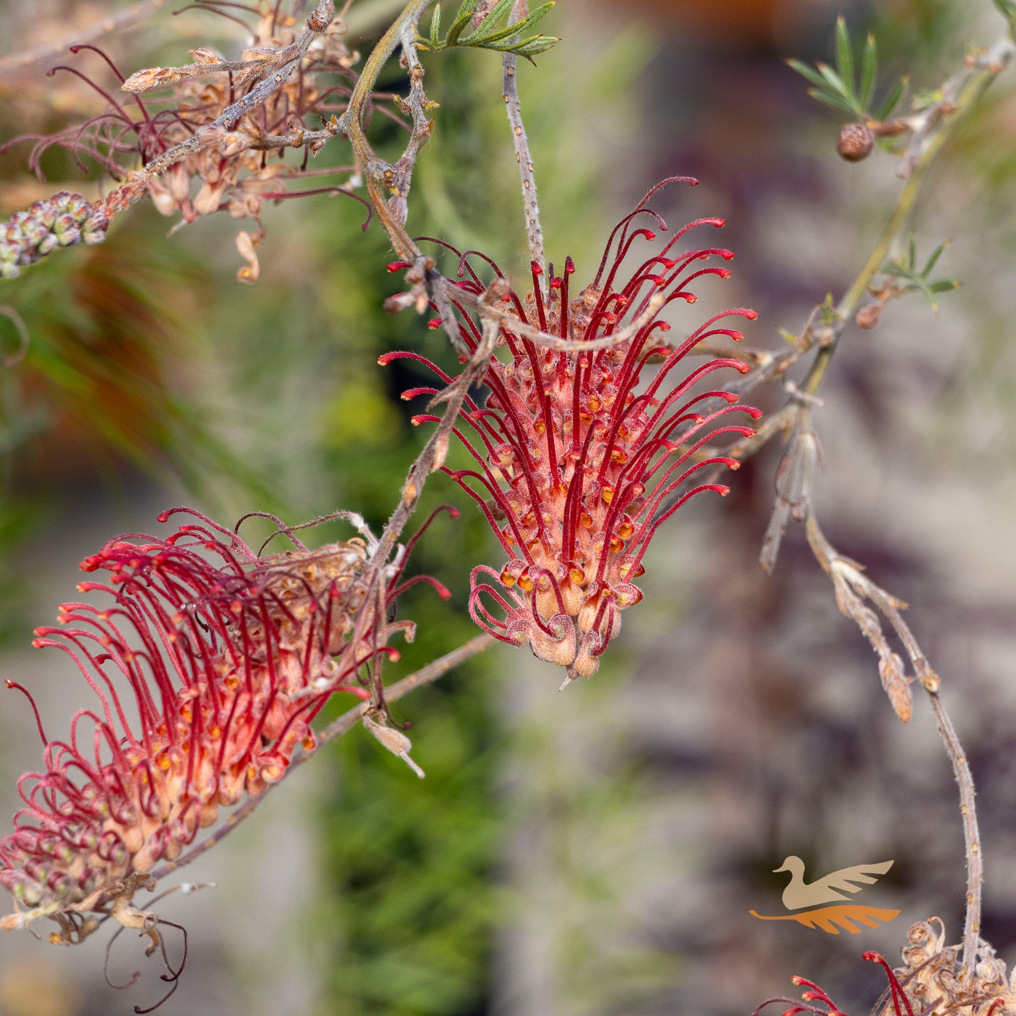 Grevillea Wendy Sunshine 1.2m Standard - 30cm Pot