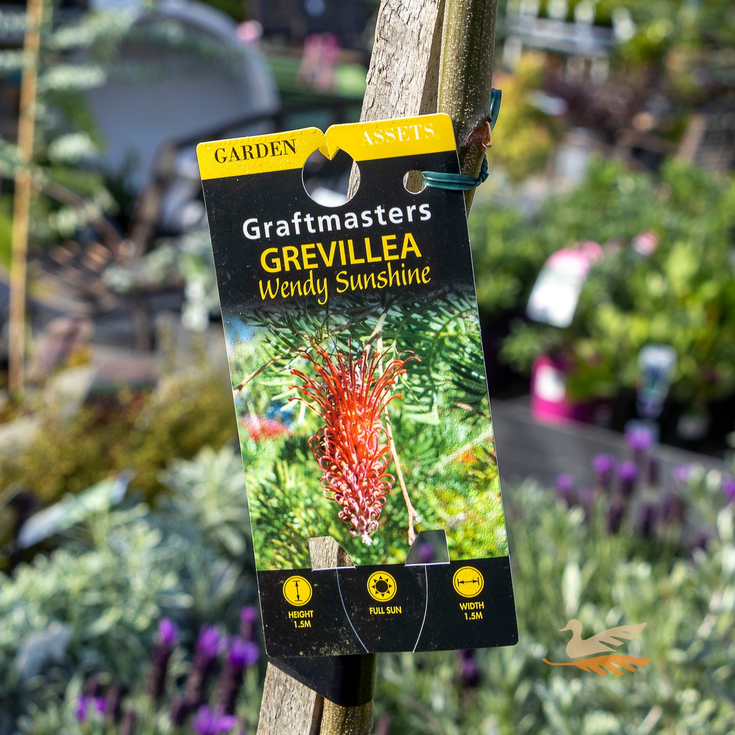 Grevillea Wendy Sunshine 1.2m Standard - 30cm Pot