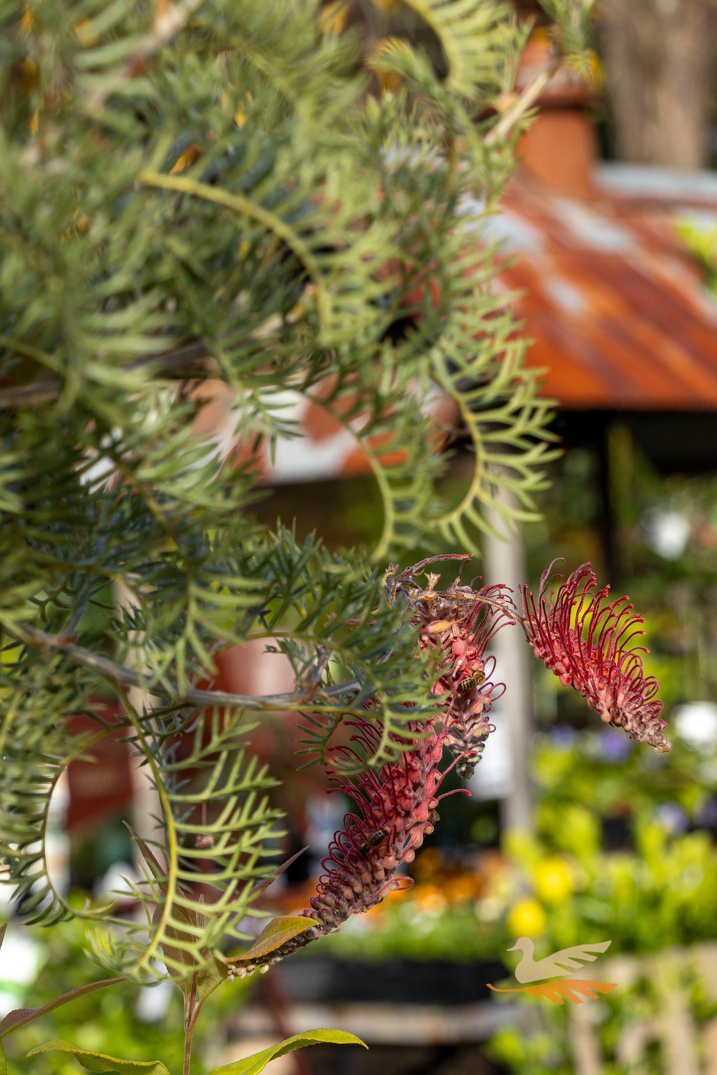Grevillea Wendy Sunshine 1.2m Standard - 30cm Pot