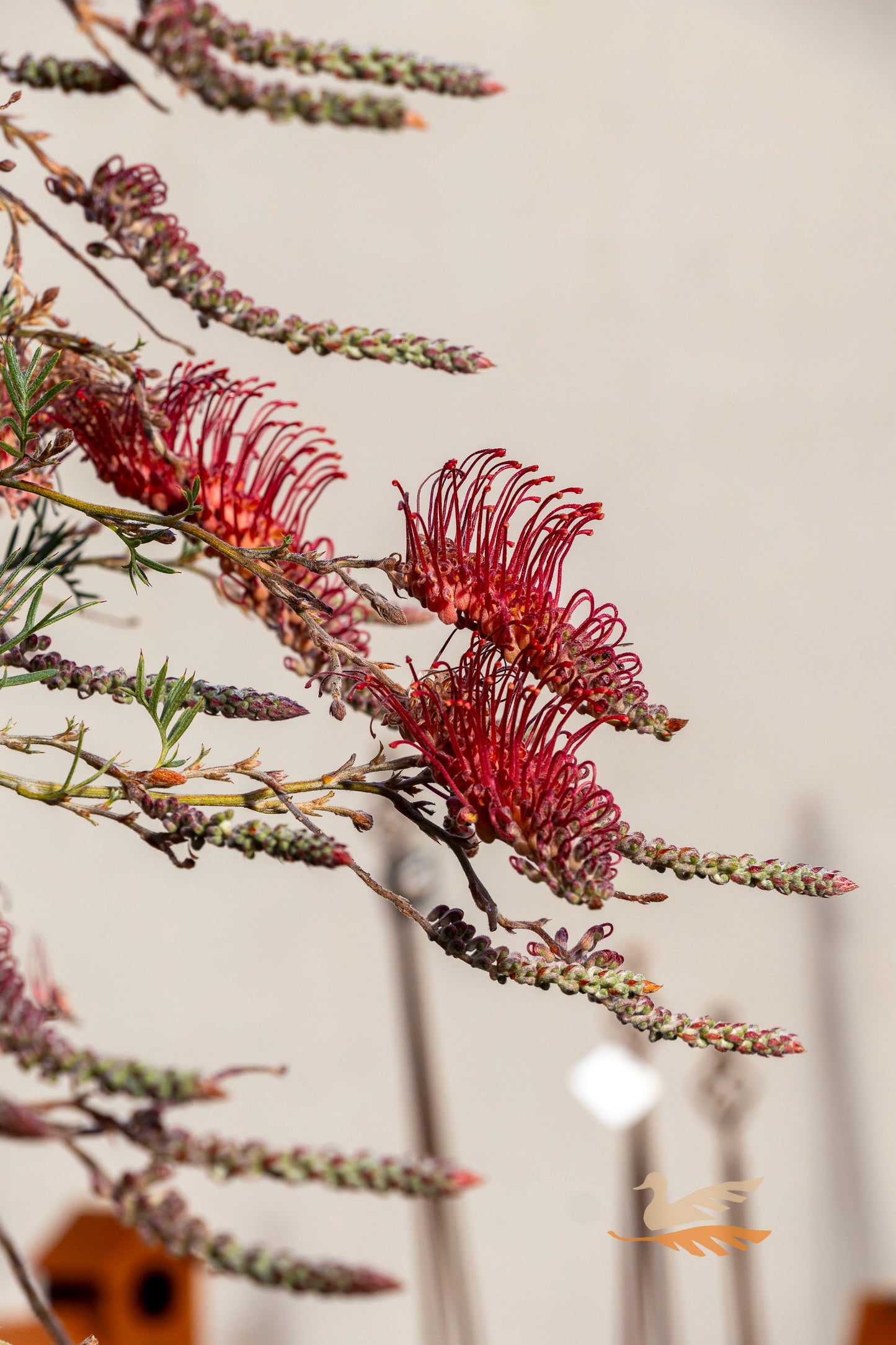 Grevillea Wendy Sunshine 1.2m Standard - 30cm Pot