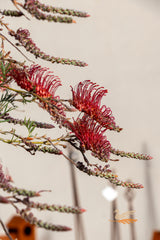 Grevillea Wendy Sunshine 1.2m Standard - 30cm Pot