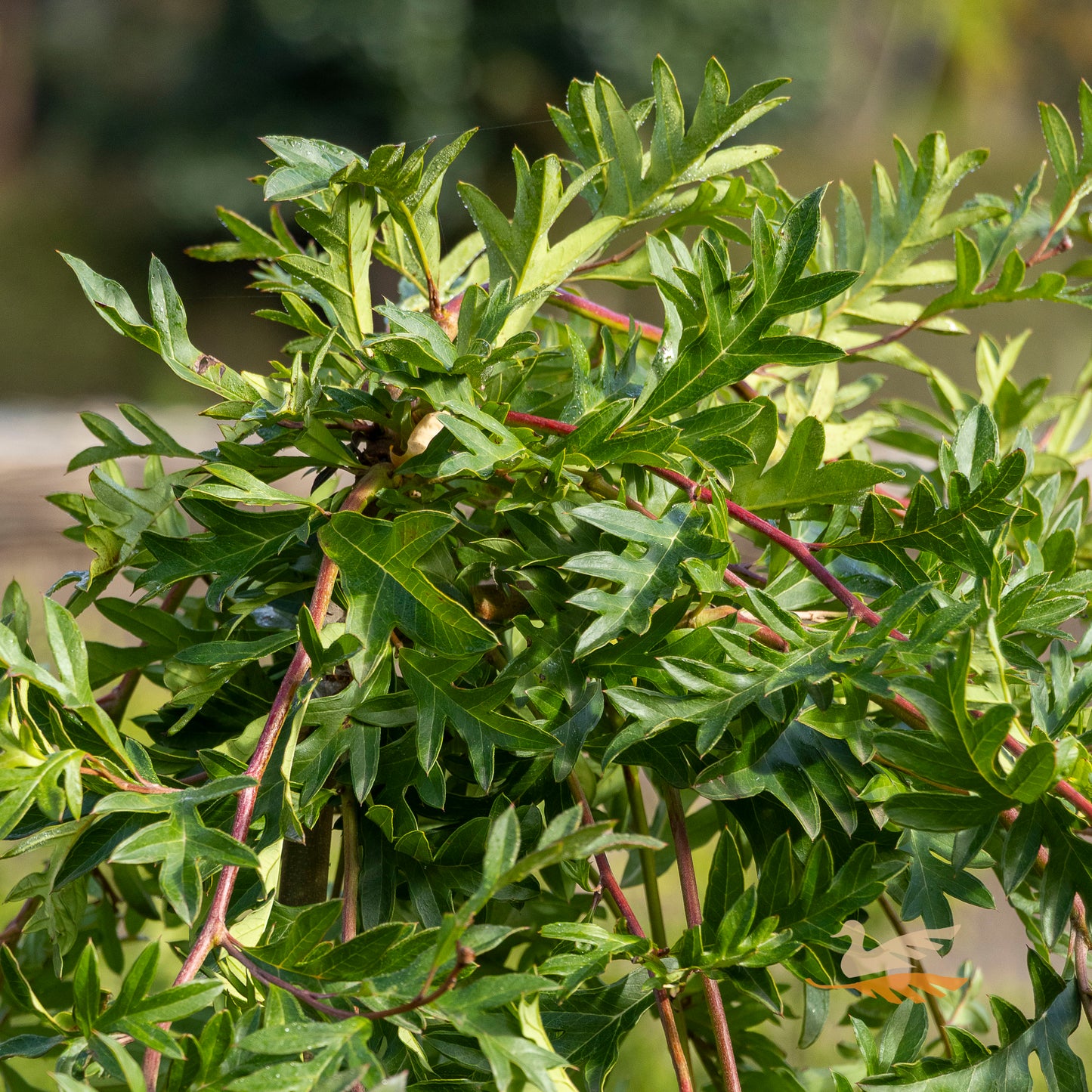 Grevillea Gaudi Chaudi Aussie Crawl 1.2m Standard - 30cm Pot