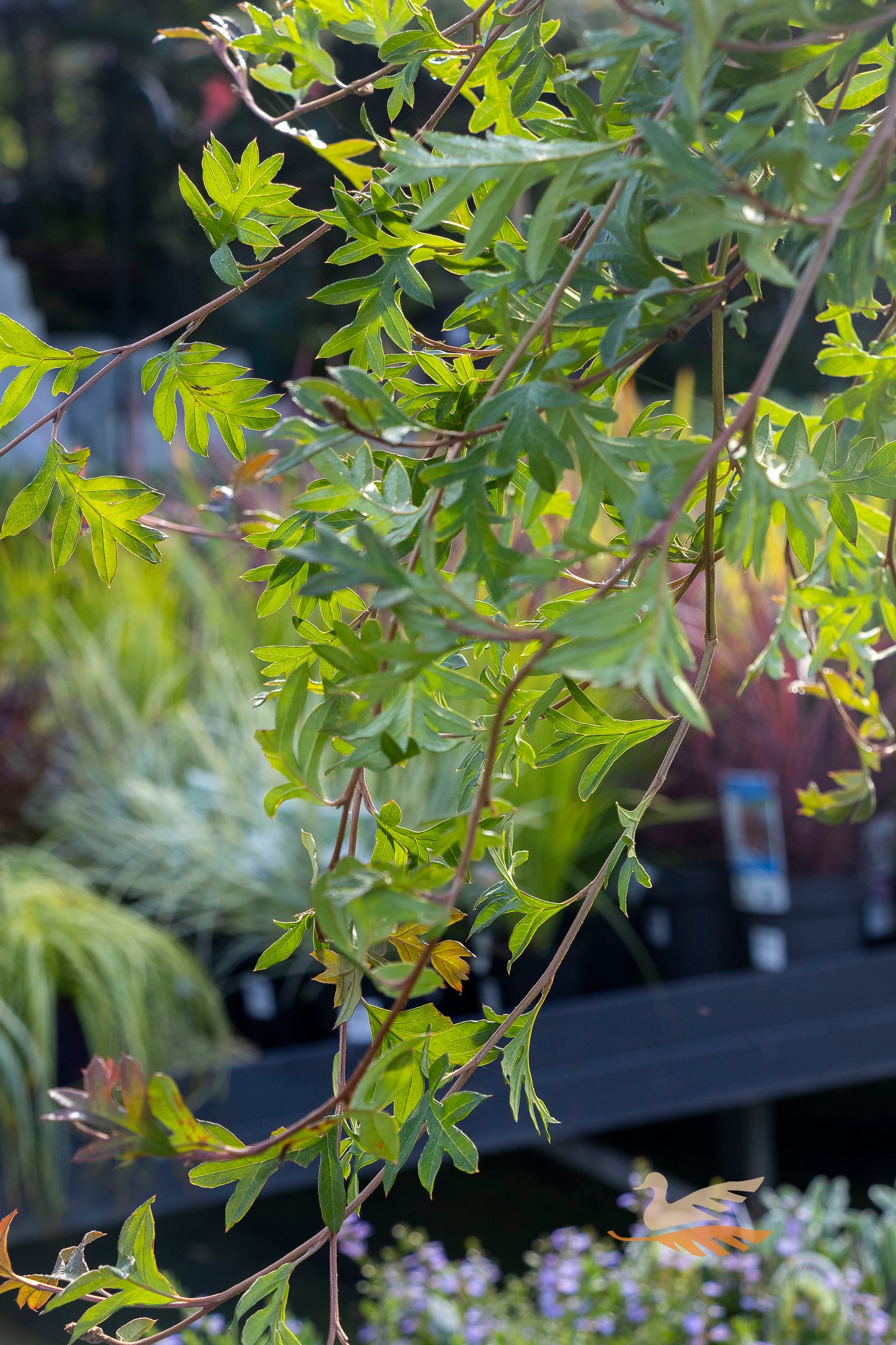 Grevillea Gaudi Chaudi Aussie Crawl 1.2m Standard - 30cm Pot