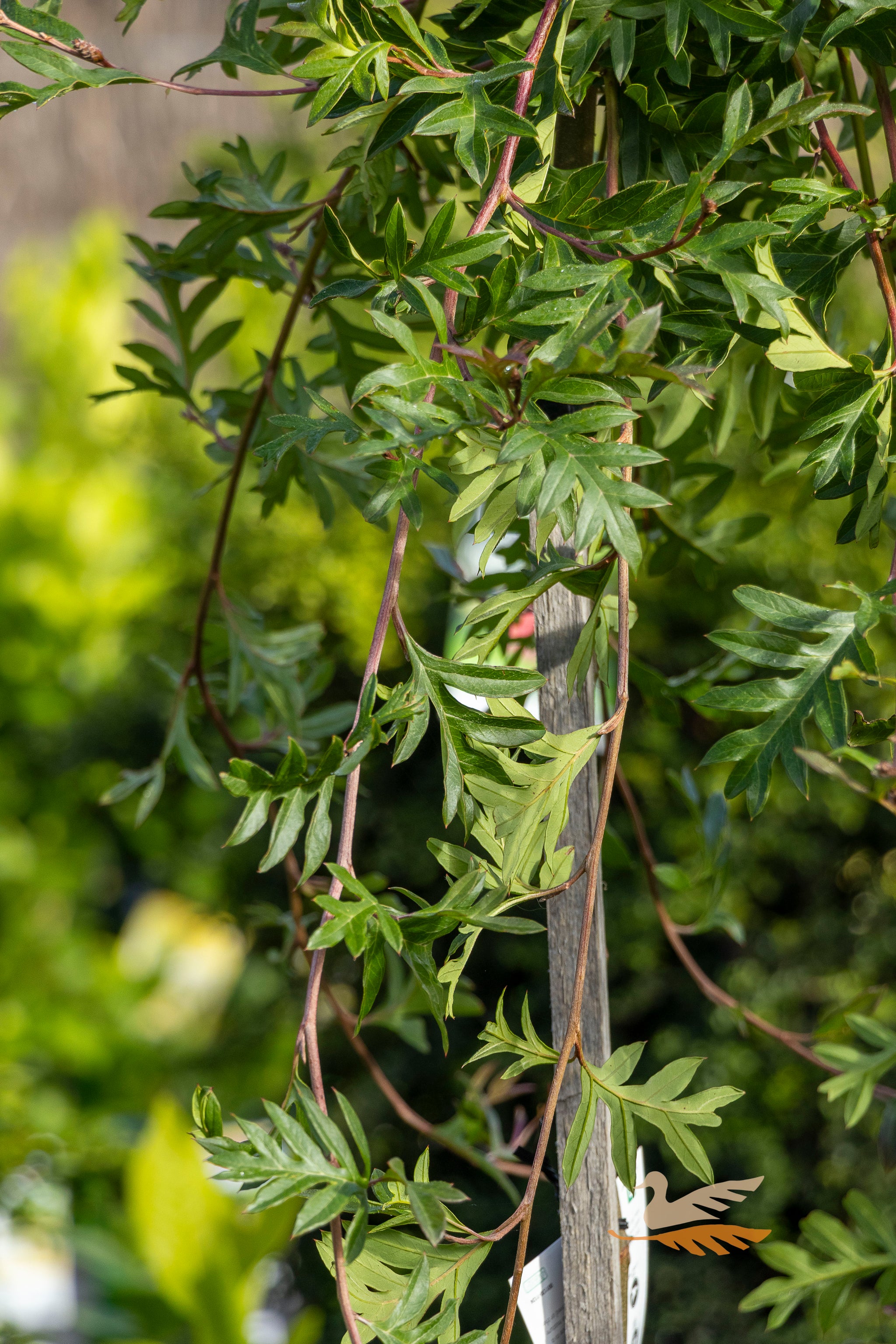 Grevillea Gaudi Chaudi Aussie Crawl 1.2m Standard - 30cm Pot