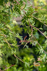 Grevillea Gaudi Chaudi Aussie Crawl 1.2m Standard - 30cm Pot