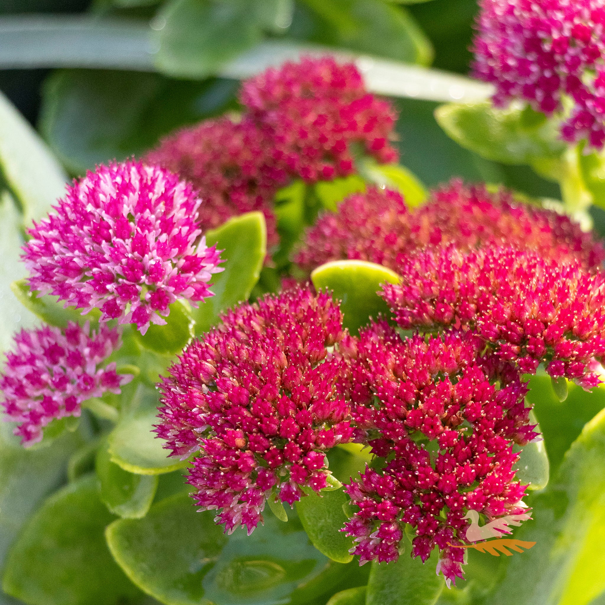Sedum Autumn Joy - 14cm Pot