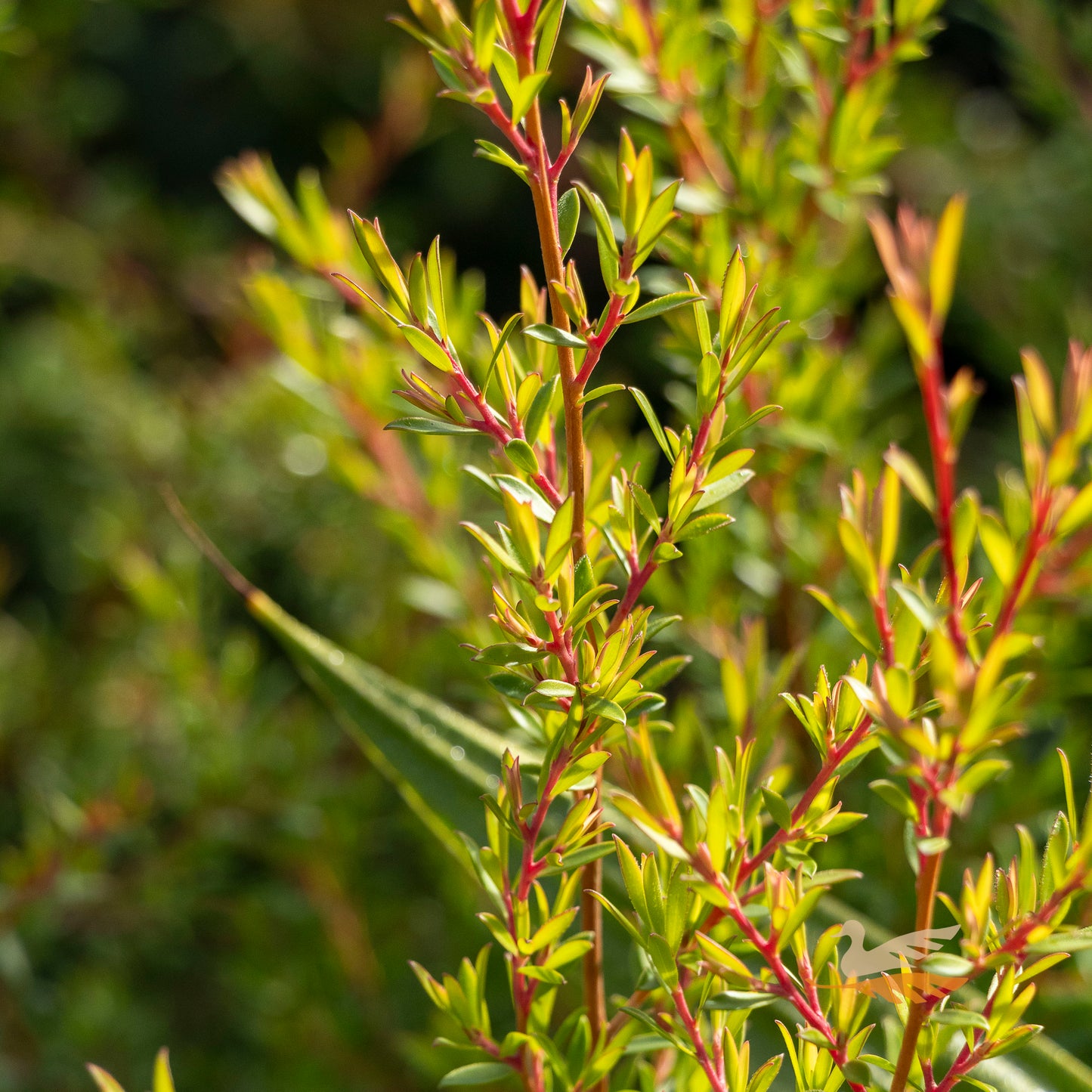 Leptospermum Tickled Pink - 20cm Pot