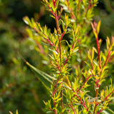 Leptospermum Tickled Pink - 20cm Pot