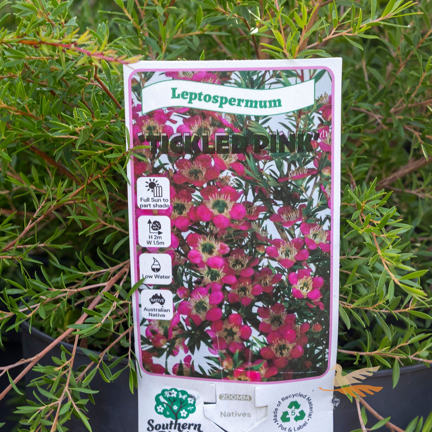 Leptospermum Tickled Pink - 20cm Pot