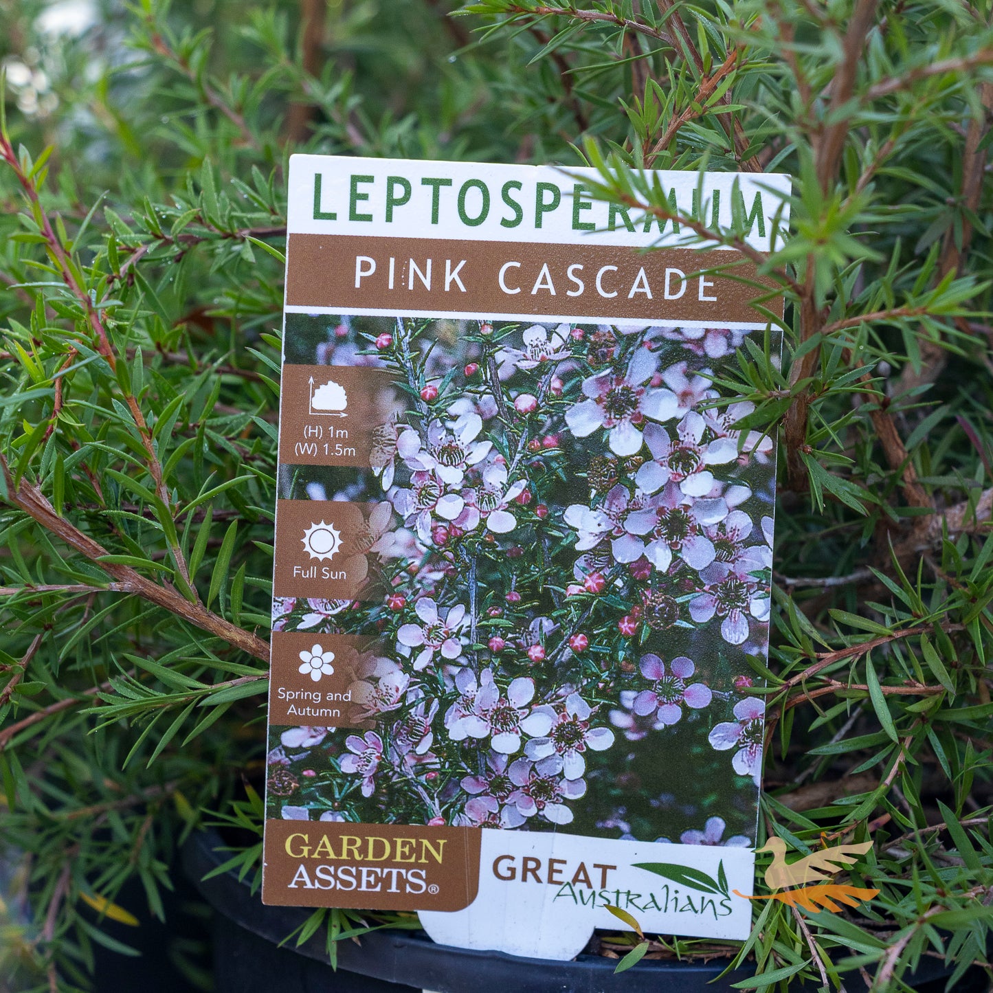 Leptospermum Pink Cascade - 14cm Pot