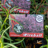 Leptospermum Fireball - 14cm Pot