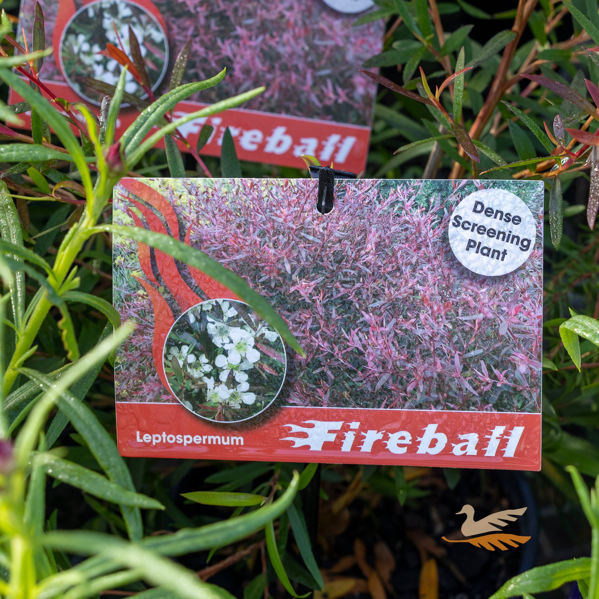Leptospermum Fireball - 14cm Pot