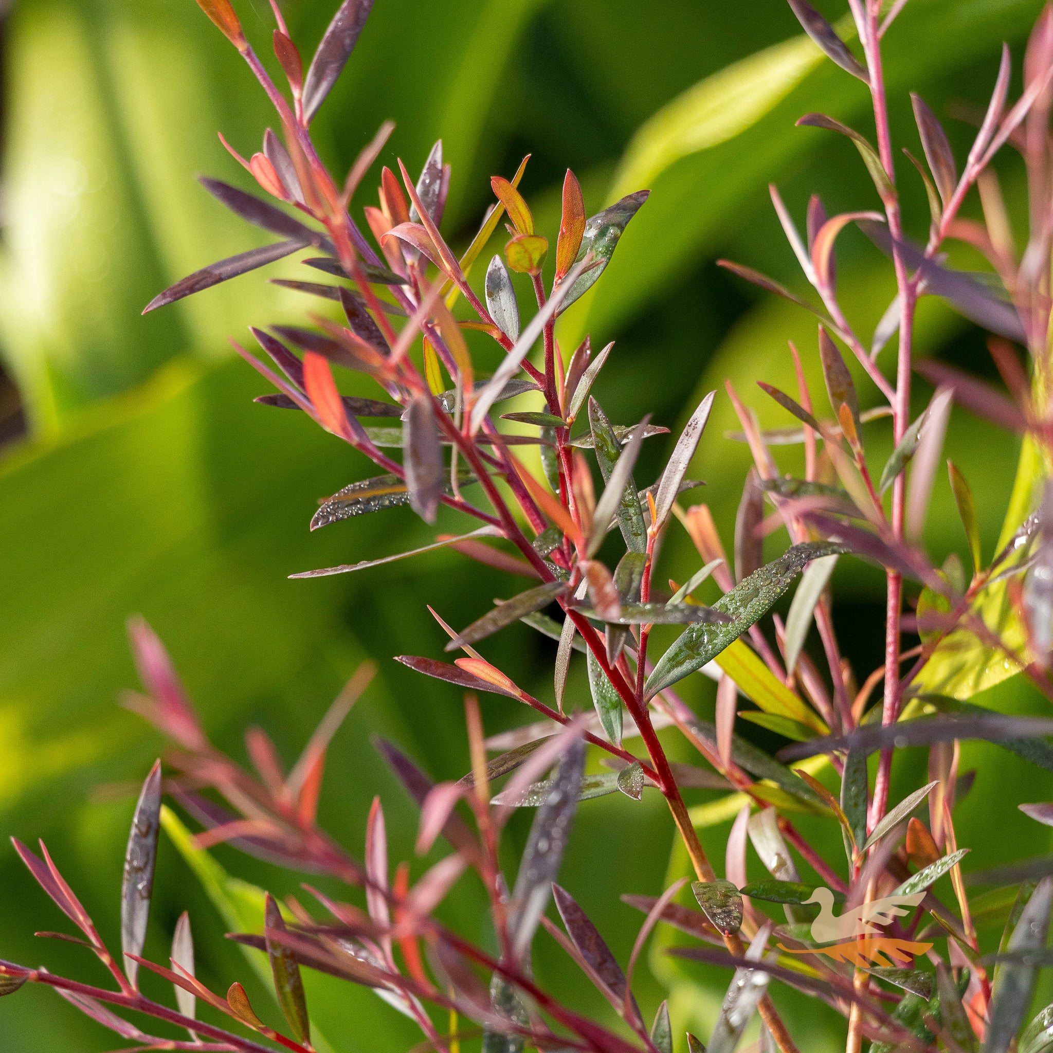 Leptospermum Fireball - 14cm Pot