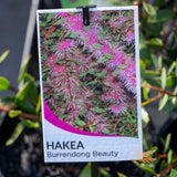 Hakea Burrendong Beauty - 14cm Pot