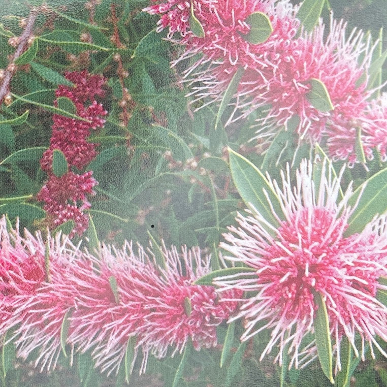 Hakea Burrendong Beauty - 14cm Pot