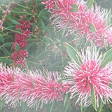 Hakea Burrendong Beauty - 14cm Pot