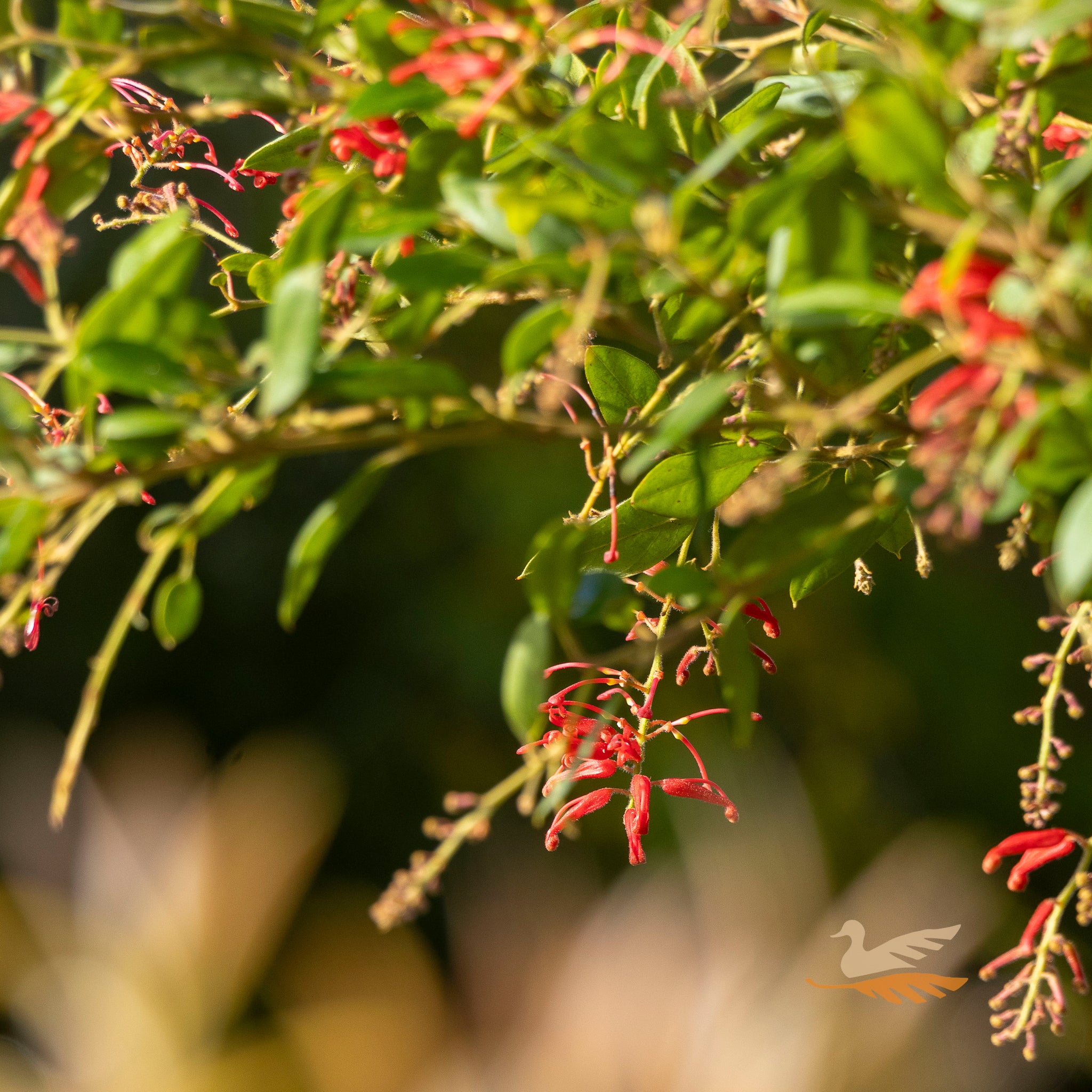 Grevillea Inferno Standard - 30cm Pot