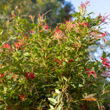 Grevillea Inferno Standard - 30cm Pot