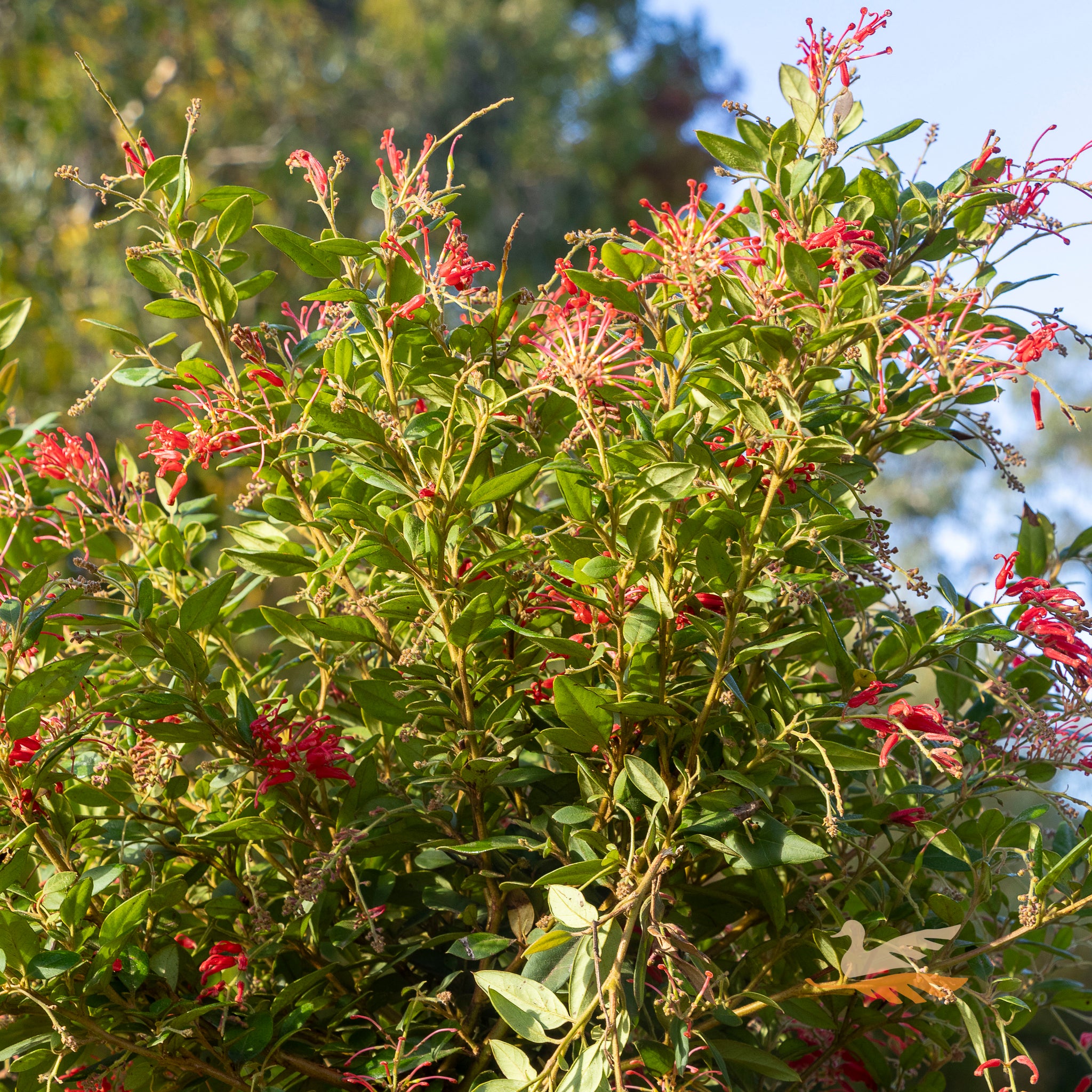 Grevillea Inferno Standard - 30cm Pot