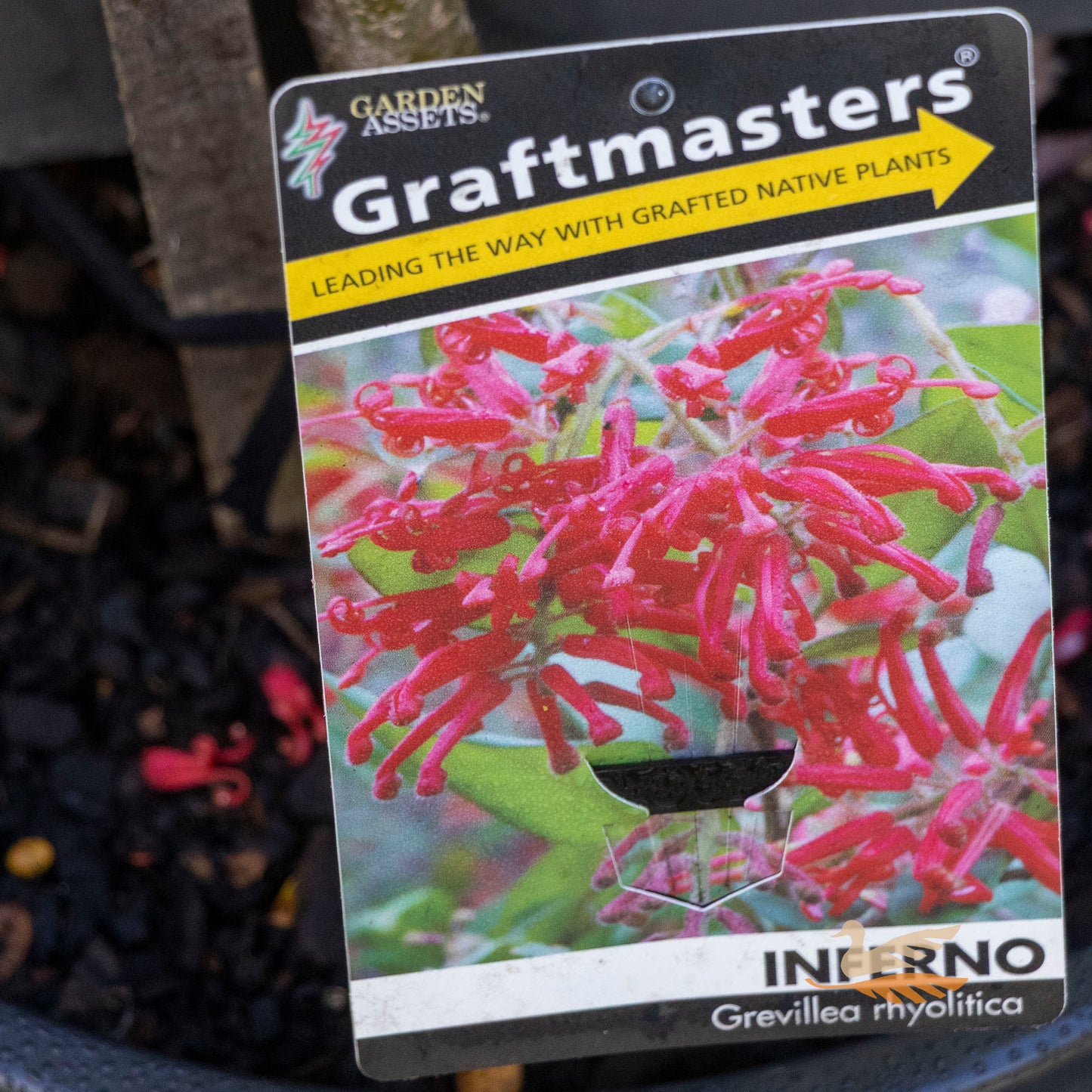 Grevillea Inferno Standard - 30cm Pot