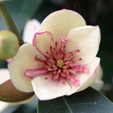 Michelia White Caviar - 33cm Pot