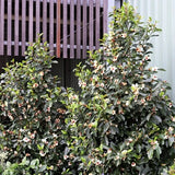 Michelia White Caviar - 33cm Pot