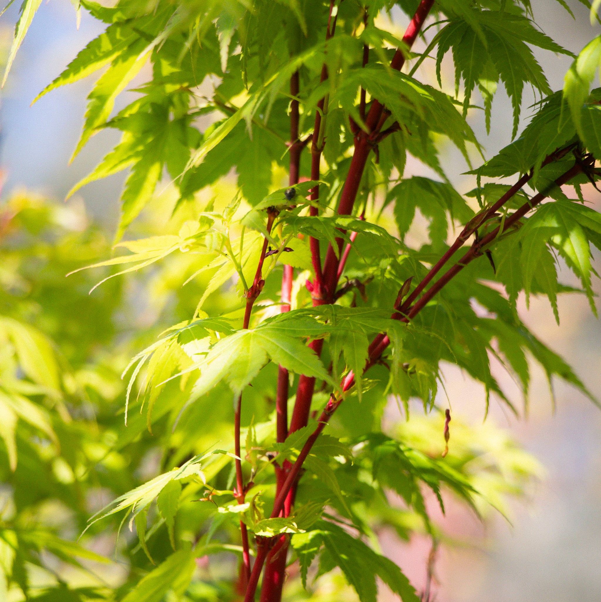Acer Senkaki Coral Bark - 50cm Pot