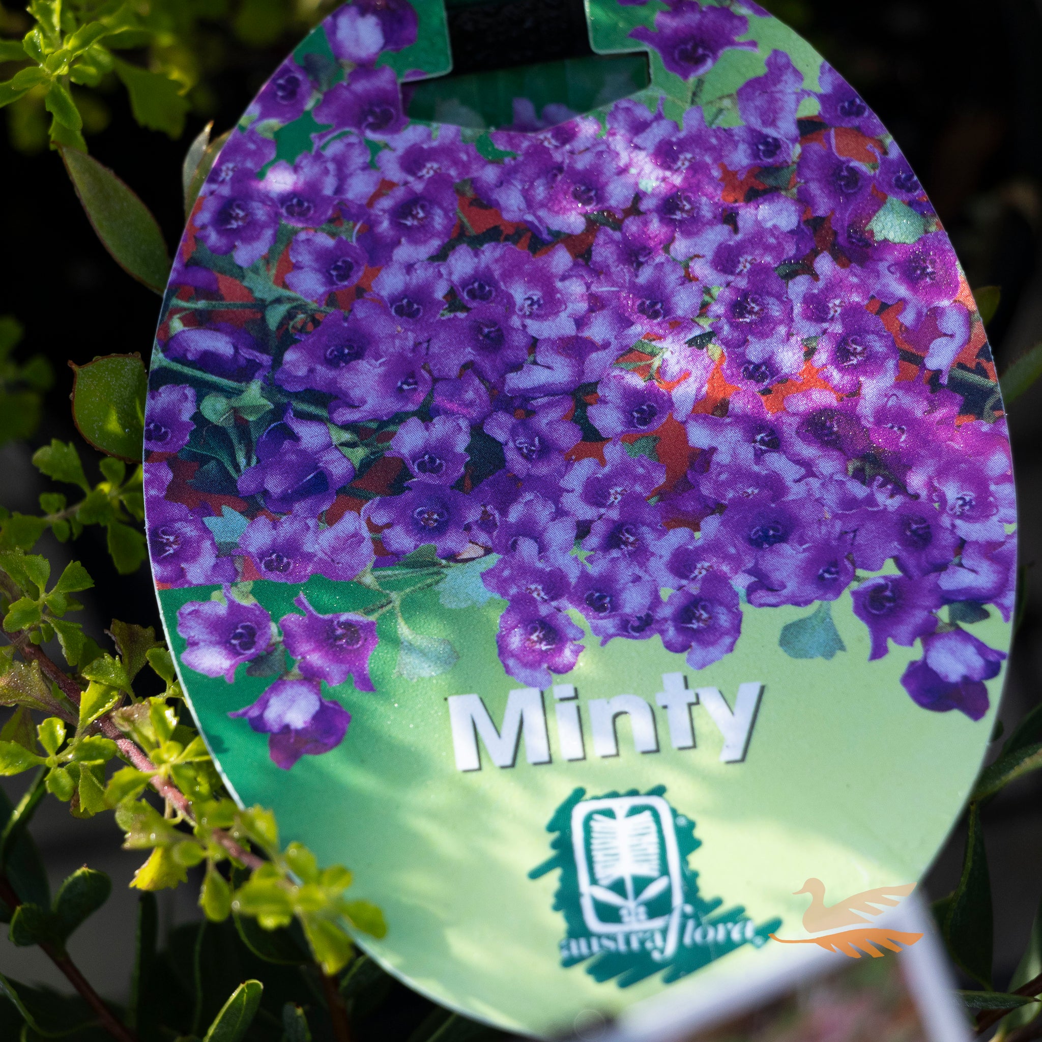 Prostanthera Minty - 14cm Pot