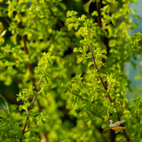 Prostanthera Minty - 14cm Pot