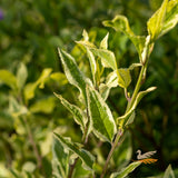 Goodenia Lighten Up - 14cm Pot