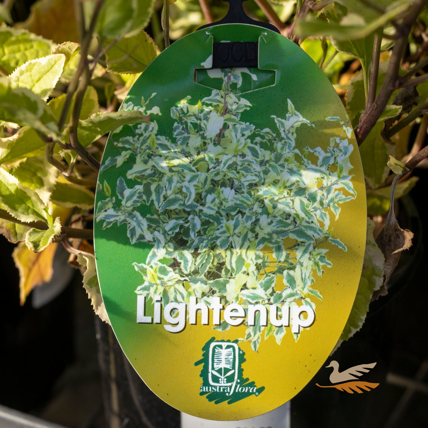 Goodenia Lighten Up - 14cm Pot