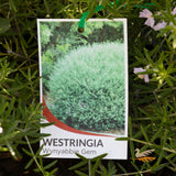 Westringia Wynyabbie Gem - 20cm Pot