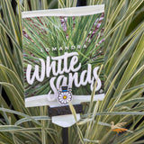 Lomandra White Sands - 14cm Pot