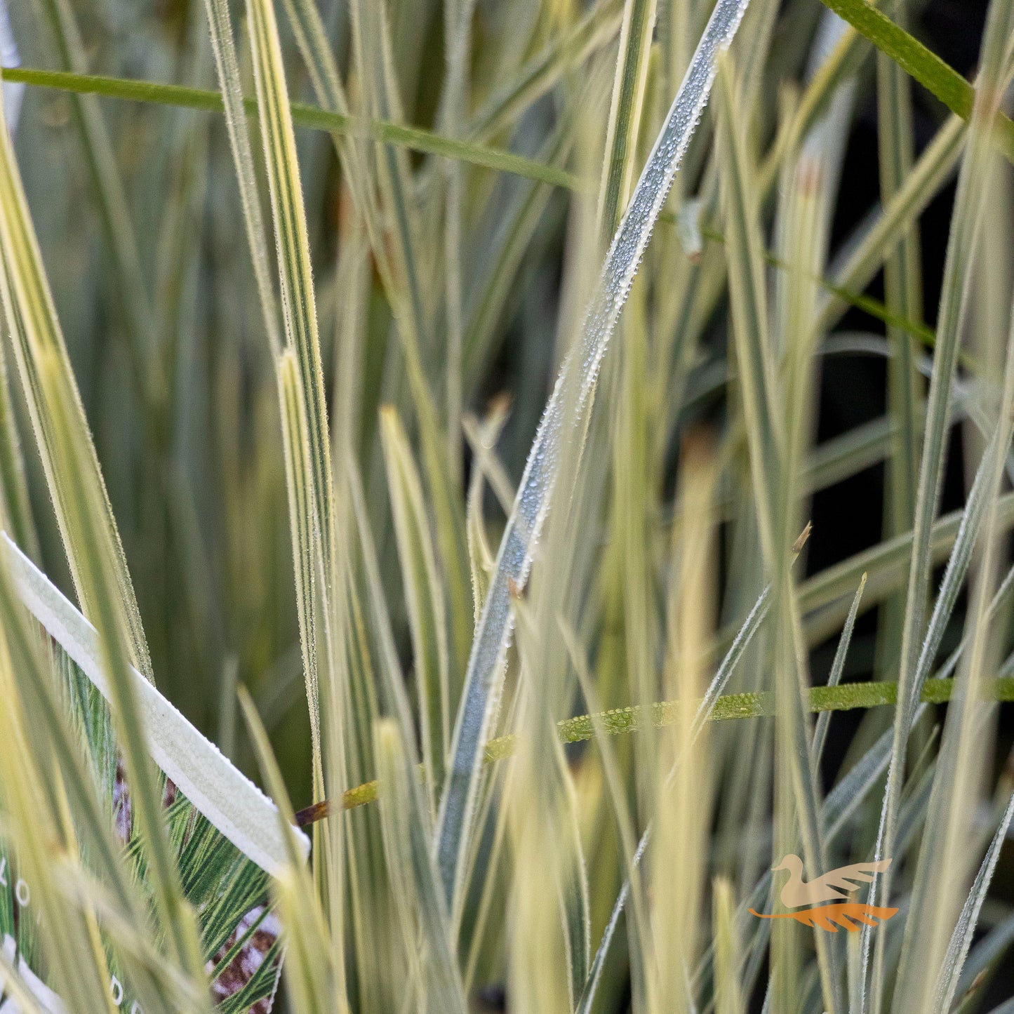 Lomandra White Sands - 14cm Pot