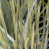Lomandra White Sands - 14cm Pot