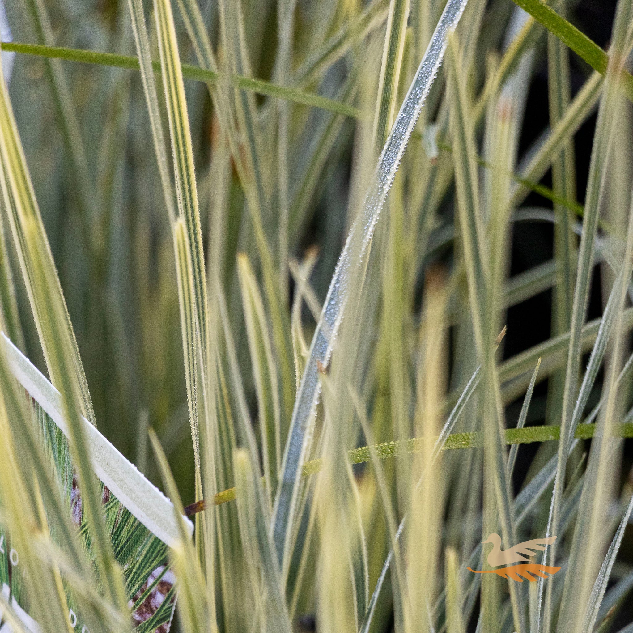 Lomandra White Sands - 14cm Pot