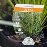 Lomandra Little Pal - 14cm Pot