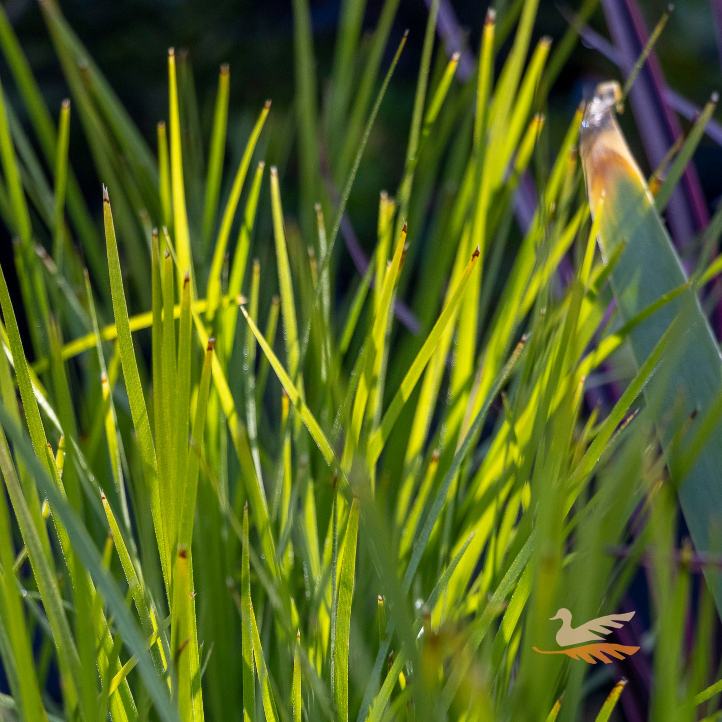Lomandra Little Pal - 14cm Pot