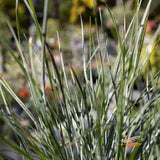 Lomandra Frosty Tops - 14cm Pot