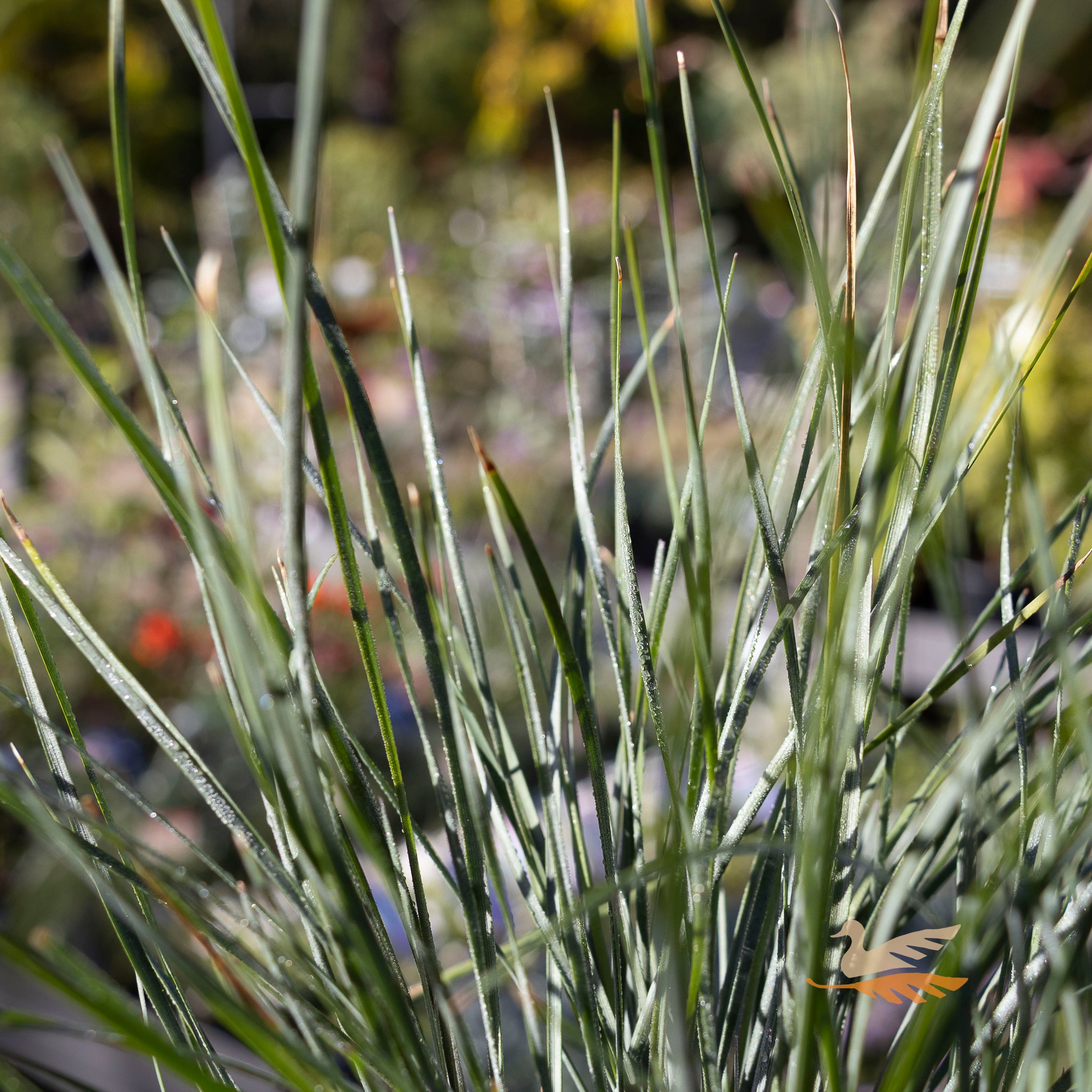 Lomandra Frosty Tops - 14cm Pot