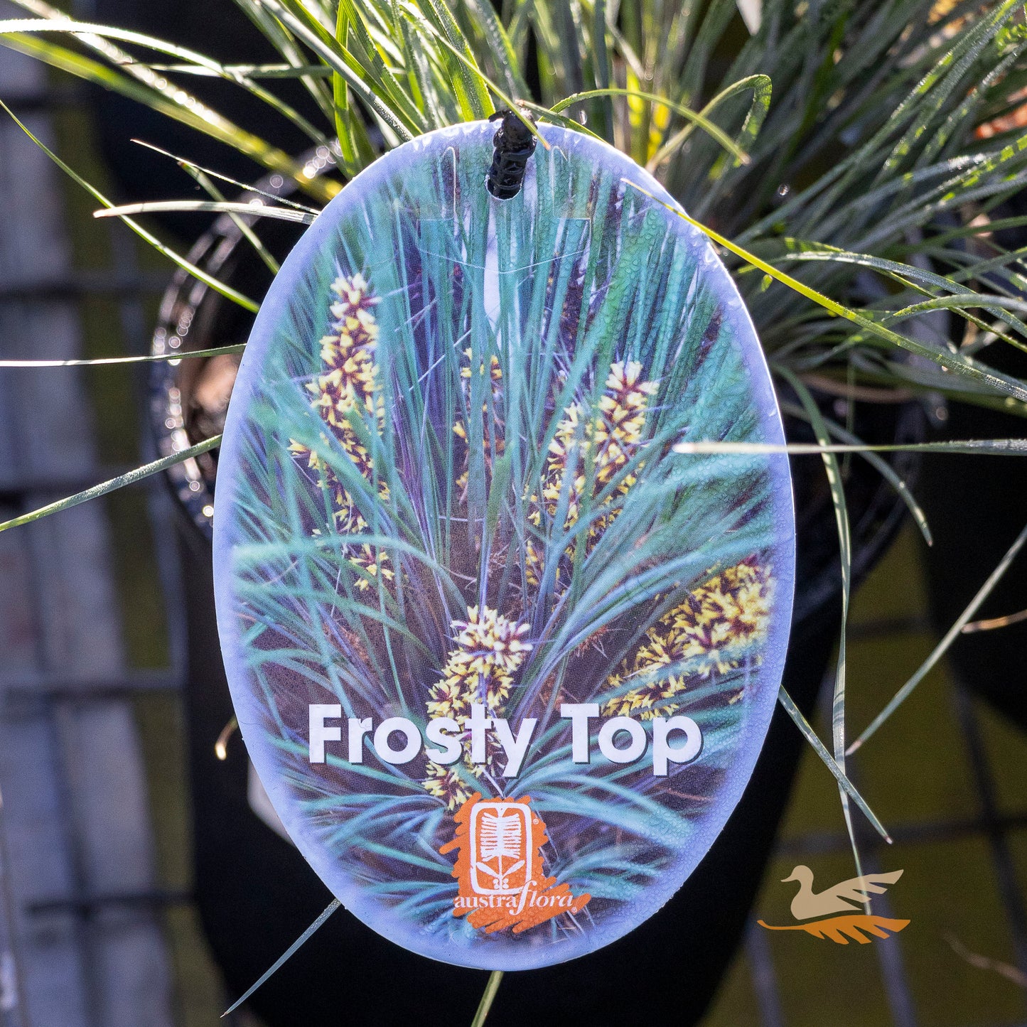 Lomandra Frosty Tops - 14cm Pot