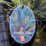 Lomandra Frosty Tops - 14cm Pot