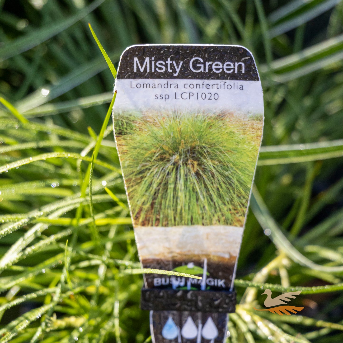 Lomandra Misty Green - 14cm Pot