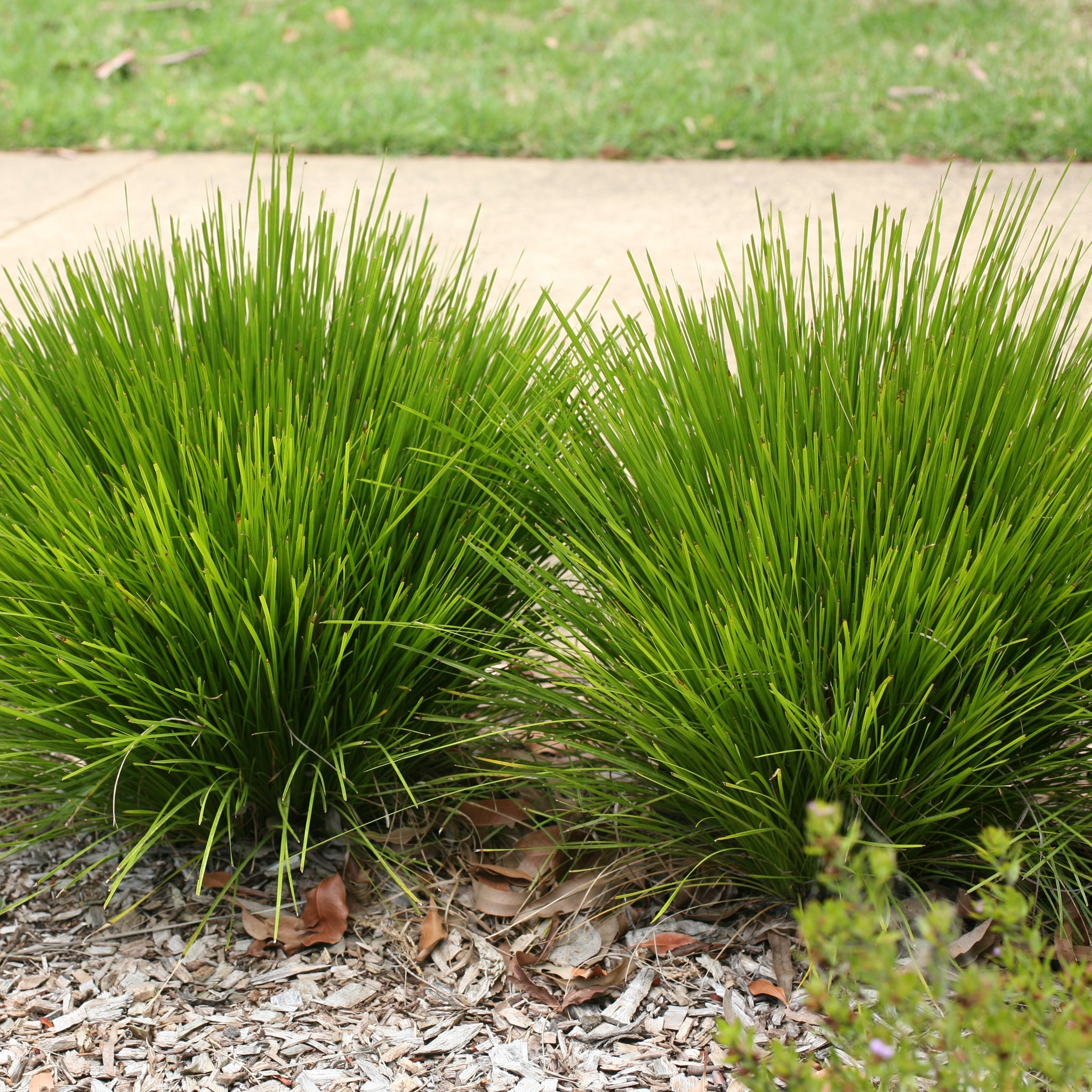 Lomandra Little Lime - 14cm Pot
