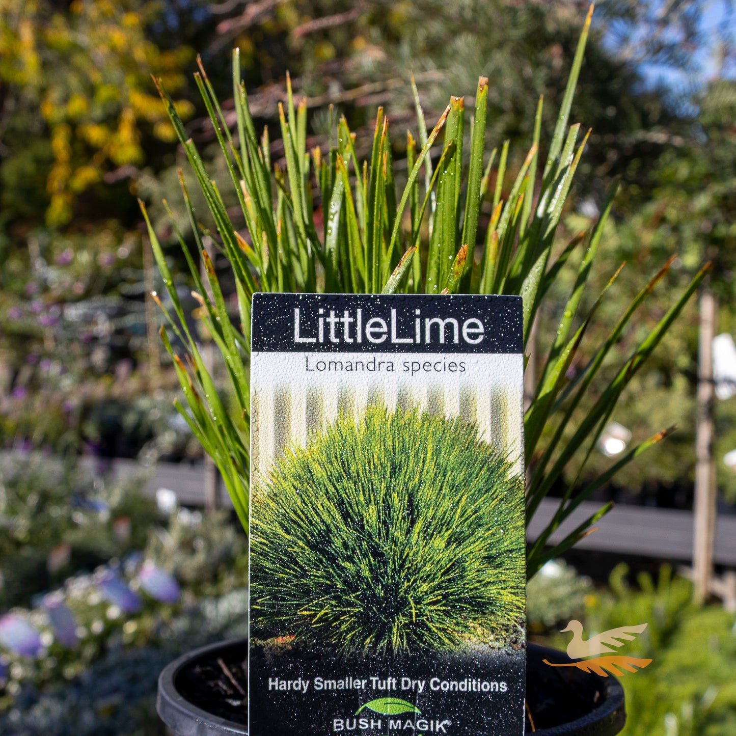 Lomandra Little Lime - 14cm Pot