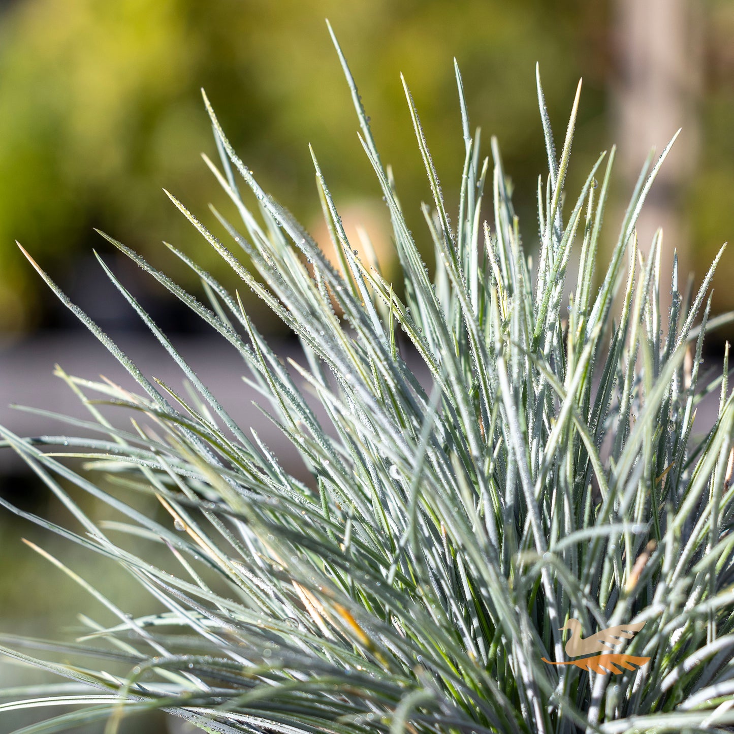 Festuca Elijah Blue - 14cm Pot