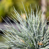 Festuca Elijah Blue - 14cm Pot
