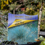 Festuca Elijah Blue - 14cm Pot