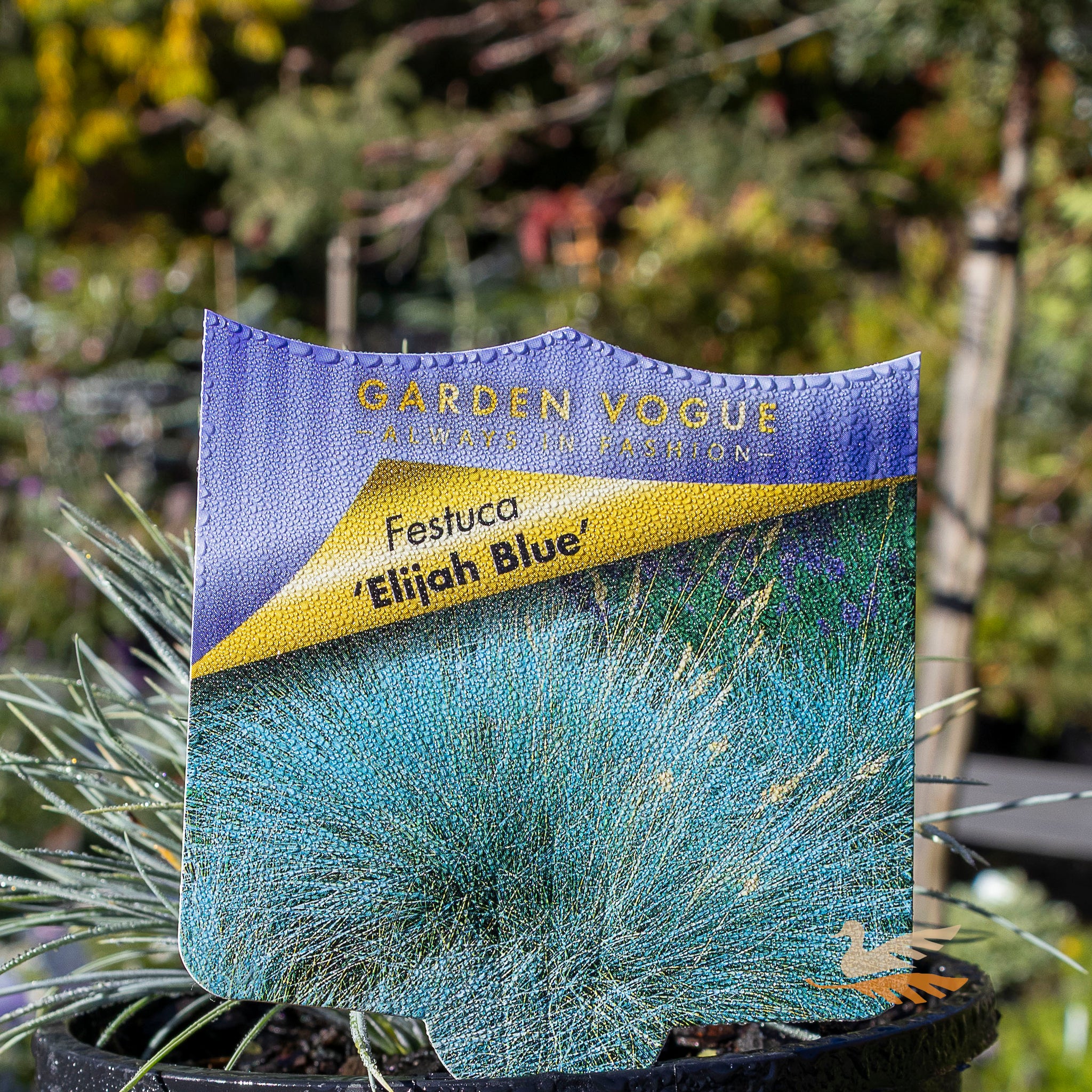 Festuca Elijah Blue - 14cm Pot